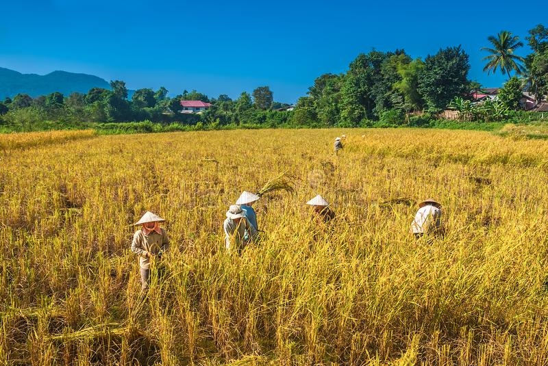 Cara Menanam Padi Modern